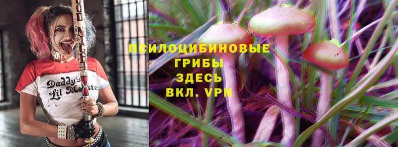 Галлюциногенные грибы Cubensis  hydra ONION  Вязники 